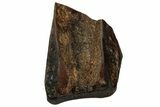 Fossil Ceratopsian Dinosaur Tooth - Judith River Formation #299697-1